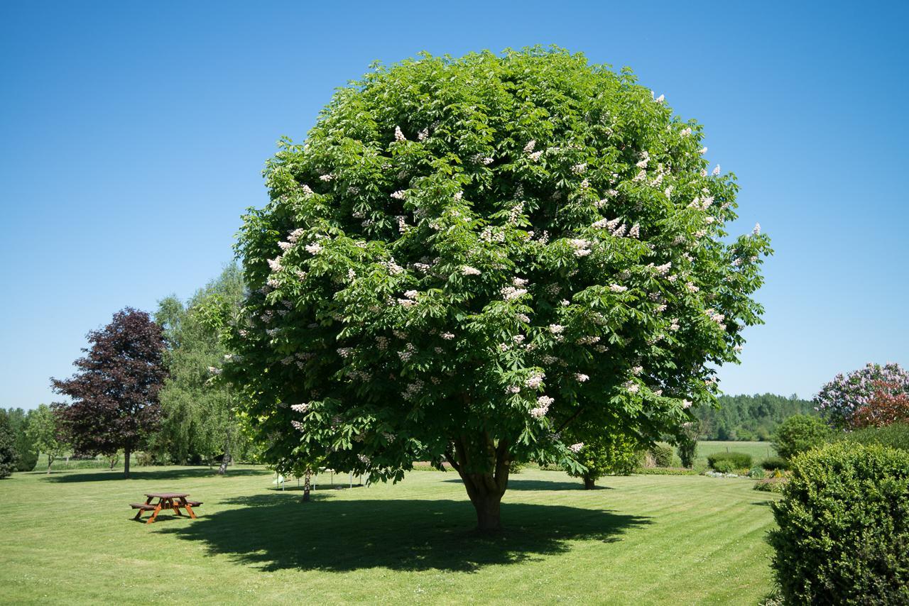 Villa Au Jardin Fleuri Vauxaillon Esterno foto